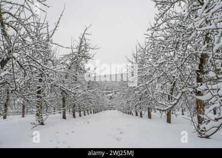 Cider Apple Orchard in Wintertime, During Snow Storm in Somerset, Thatchers Cider Stock Photo