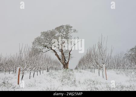 Cider Apple Orchard in Wintertime, During Snow Storm in Somerset, Thatchers Cider Stock Photo