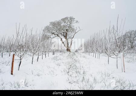 Cider Apple Orchard in Wintertime, During Snow Storm in Somerset, Thatchers Cider Stock Photo