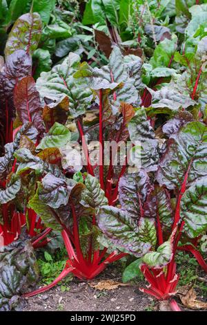 Beta vulgaris cicla flavescens Pink Passion, Chard Pink Passion, lush red stemmed ornamental vegetable growing in soil Stock Photo