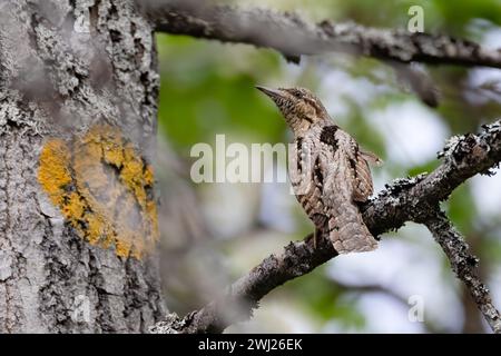 northern wryneck Stock Photo