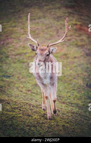 Captive fallow deer buck (Dama dama) Stock Photo