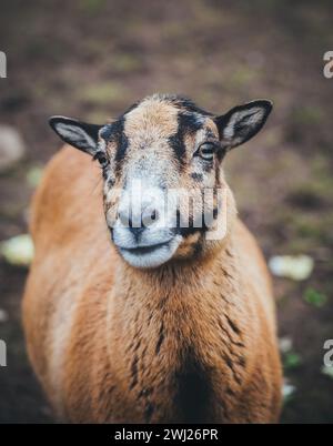 Female Cameroon sheep (Ovis gmelini aries) Stock Photo