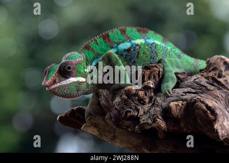 Female chameleon panther on a tree branch Stock Photo