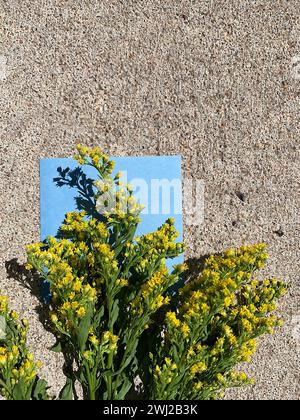 Goldenrod Botanical Shadow on Ground Stock Photo
