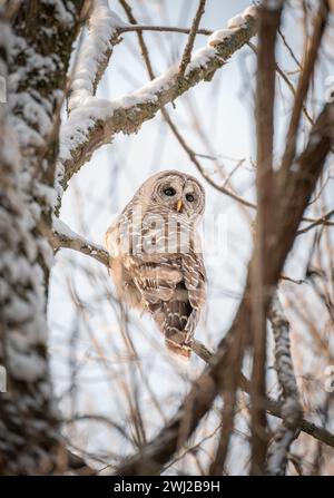 Close up of barred owl sitting on a snowy tree branch on winter day. Stock Photo