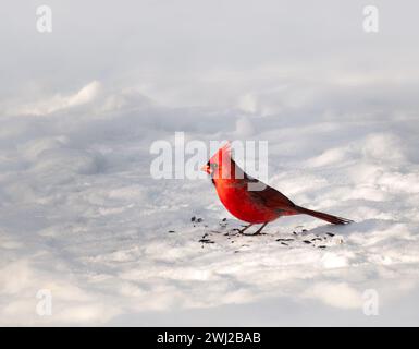 Close up of red male northern cardinal eating seeds from snowy ground. Stock Photo