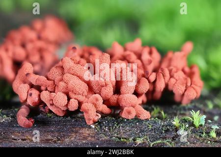 Arcyria major, also called Arcyria insignis var. major, a candy slime mold from Finland, no common English name Stock Photo
