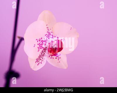 Tropical Pink and White Orchid Blossom on Purplish Pink Background Stock Photo