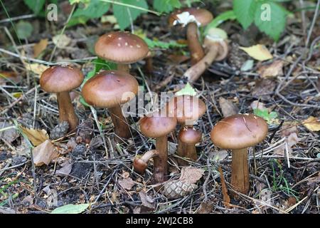 Tricholoma fulvum, known as the Birch Knight, wild mushroom from Finland Stock Photo