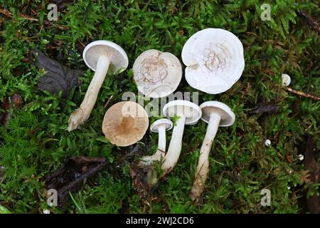 Clitocybe phyllophila, commonly known as Frosty Funnel, wild mushroom from Finland Stock Photo