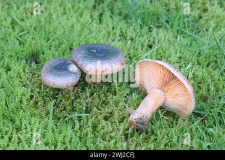 Lactarius fennoscandicus, also called Lactarius deterrimus var. fennoscandicus, commonly known as false saffron milkcap or orange milkcap, wild edible Stock Photo