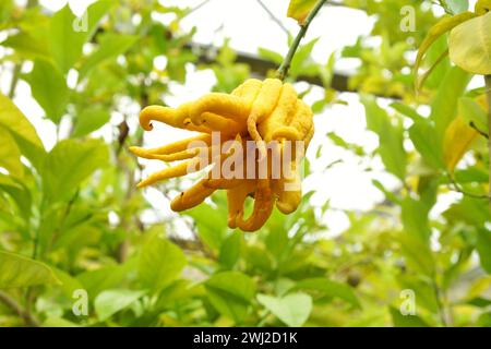 Buddha's hand - Citrus Fruit on the tree. Citrus plant fruit medica digitata (mano di buddha) Stock Photo