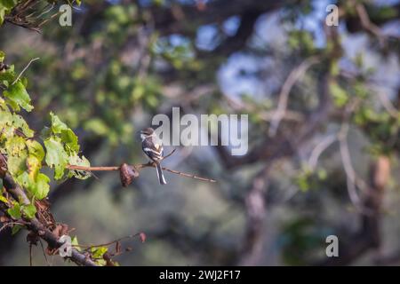 Small Minivet, Pericrocotus cinnamomeus, Panna Tiger Reserve, Madhya Pradesh, India Stock Photo