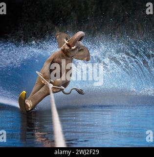An elephant waterskis in a funny image about skill, size and the unexpected. Stock Photo