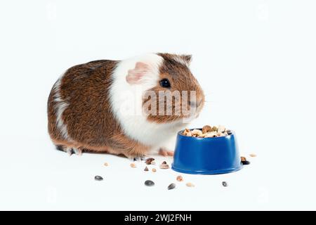 Guinea pig eats its food from a blue bowl on a white background Stock Photo