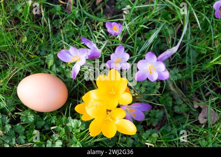 Spring garden scene purple and yellow crocuses crocus flower on grass lawn background and hen chicken egg Wales UK  KATHY DEWITT Stock Photo