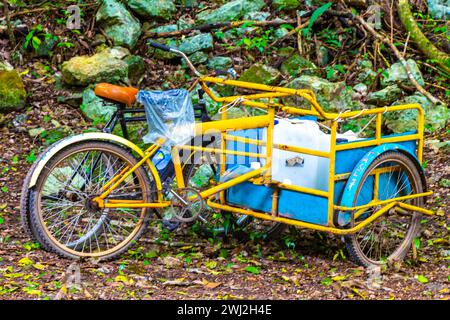Rent a bike bicycle tricycle and ride through the jungle Coba Ruins Adventure in Coba Municipality Tulum Quintana Roo Mexico. Stock Photo
