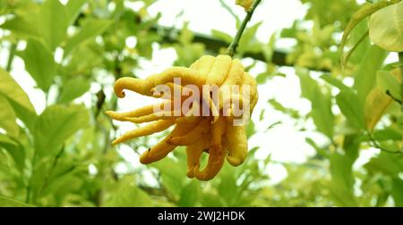 Buddha's hand - Citrus Fruit on the tree. Citrus plant fruit medica digitata (mano di buddha) Stock Photo