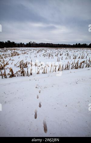 White-tailed deer tracks coming out of a farmers cornfield in wnter, vertical Stock Photo