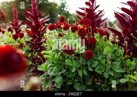 Red pompon ball dahlias blooming in summer garden by burgundy amaranth. Flower farm. Close up of healthy plants Stock Photo
