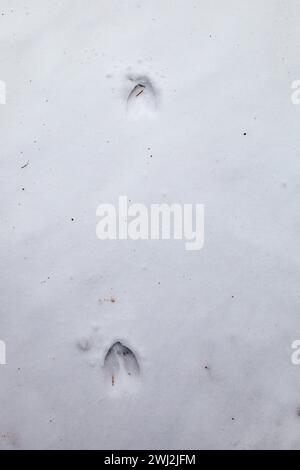 White-tailed deer tracks in the snow, vertical Stock Photo