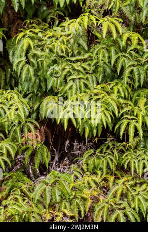 False Staghorn Fern (Dicranopteris linearis) or Uluhe is a common native fern in Hawaii that can form dense thickets. Stock Photo