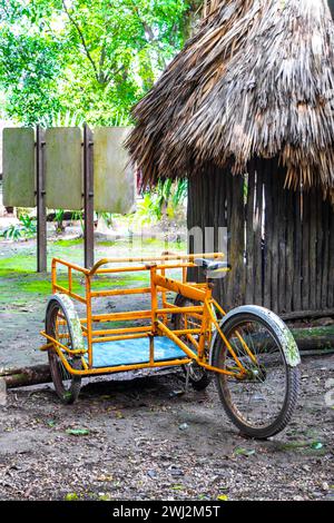 Rent a bike bicycle tricycle and ride through the jungle Coba Ruins Adventure in Coba Municipality Tulum Quintana Roo Mexico. Stock Photo