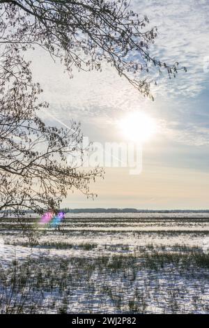 A beautiful winter sun on a cold morning shining true a tree on the frozen snow covered meadow. Stock Photo