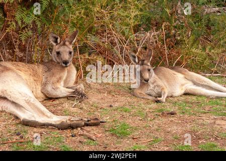 Kangaroos in Trowunna wildlife sanctuary in Mole Creek in Tasmania in Australia Stock Photo