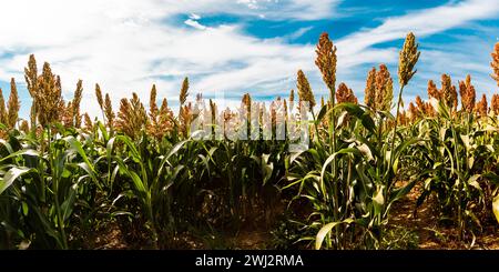 Biofuel and new boom Food, Sorghum Plantation industry. Field of Sweet Sorghum stalk and seeds. Stock Photo