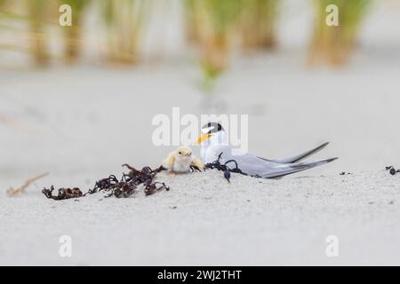 least tern (Sternula antillarum) with babies Stock Photo