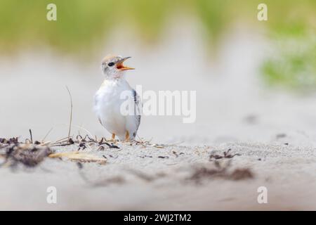 least tern (Sternula antillarum) with babies Stock Photo