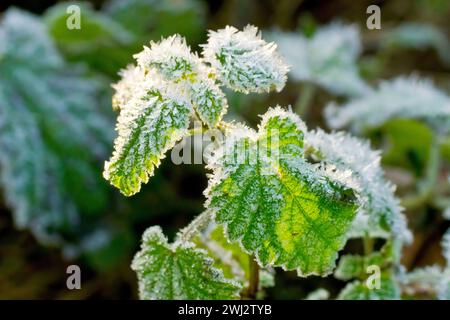 Close up of a piece of foliage, maybe Bramble or Blackberry leaves (rubus fruticosus), covered with frost crystals and backlit by a weak winter's sun. Stock Photo