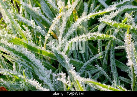 Close up of blades of grass in a park covered with frost crystals and back lit by the rays of a weak winter's sun. Stock Photo