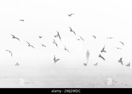 A group of birds soar above the water in a sunset sky Stock Photo - Alamy