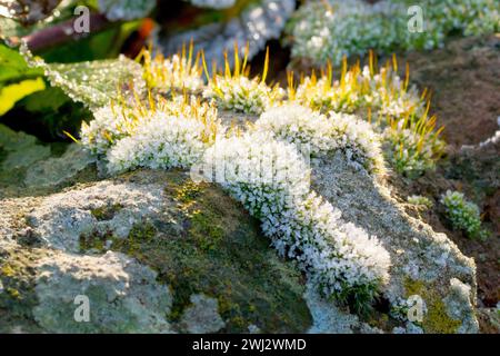 Close up of tufts of moss growing on the top of an old wall, covered with crystals of frost and back lit by the rays of a weak winter's sun. Stock Photo