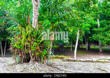 Coba Maya Ruins the ancient buildings and pyramids in the tropical forest jungle in Coba Municipality Tulum Quintana Roo Mexico. Stock Photo