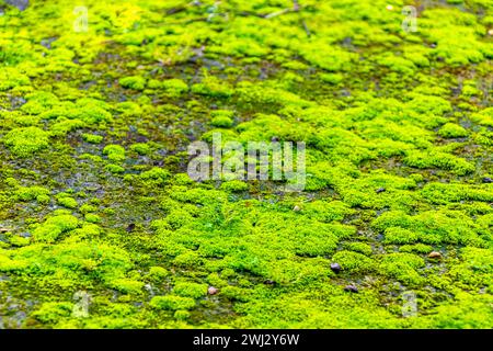 Green moss and lichen plants on stony ground at Coba ruins in Coba Municipality Tulum Quintana Roo Mexico. Stock Photo