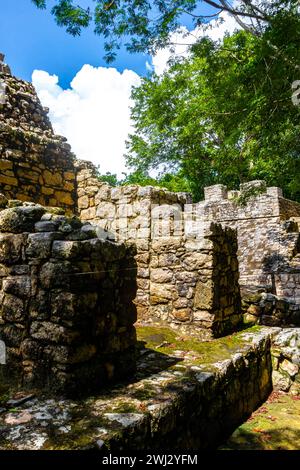 Coba Maya Ruins the ancient buildings pyramids and ball game in the tropical forest jungle in Coba Municipality Tulum Quintana Roo Mexico. Stock Photo