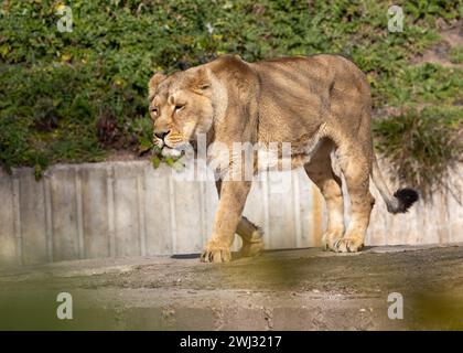 The female Asiatic Lion, found in the state of Gujarat, India, is a majestic carnivore known for its strength and beauty, representing a symbol of con Stock Photo