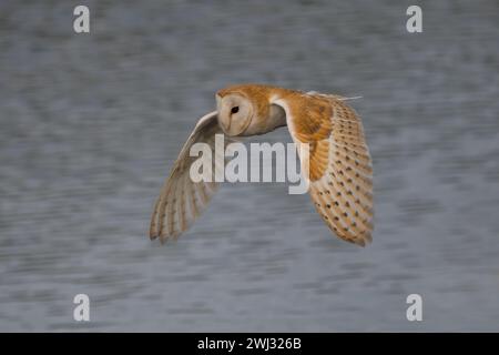 Adult Barn Owl (Tyto alba) in flight against plain background at Ham Wall RSPB reserve, Somerset, UK May 2022 Stock Photo