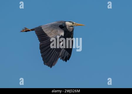 Adult Grey Heron (Ardea cinerea) in flight against plain blue sky background at Ham Wall RSPB reserve, Somerset, UK May 2022 Stock Photo
