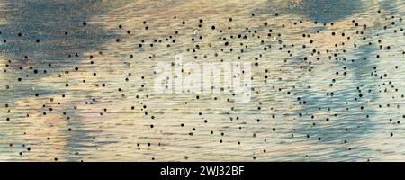 Woodworm in Infested Oak wood of wine barrels. Seamless Background of Old wooden beam Stock Photo