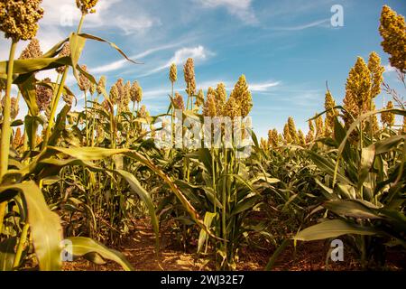 Biofuel and new boom Food, Sorghum Plantation industry. Field of Sweet Sorghum stalk and seeds. Mill Stock Photo