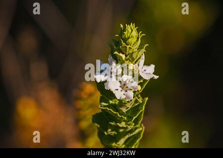 Oftia africana, a wildflower occurring naturally in the Cederberg Wilderness Area, Western Cape Province South Africa Stock Photo