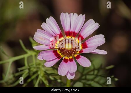 Tricolor daisy Ismelia carinata 6859 Stock Photo