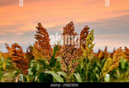Biofuel and new boom Food, Sorghum Plantation industry. Field of Sweet gluten free Sorghum stalk and Stock Photo