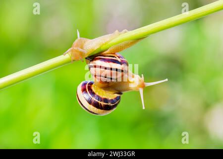 Two Animals Cepaea nemoralis - Banded Snail. Snails crawling on a plant stem on blurred green nature Stock Photo