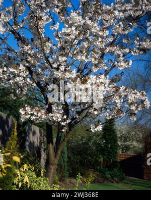 Prunus serrulata 'Tai Haku' (Great White Cherry) tree with white blossom against blue sky growing in English garden border in Spring, England, UK Stock Photo